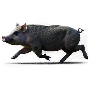 Running Hog PNG 31 PNG