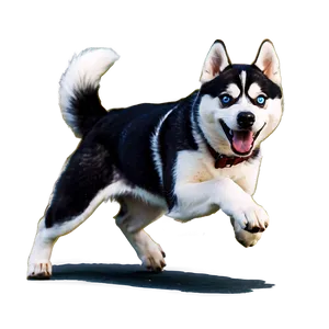 Running Siberian Husky PNG 06252024 PNG