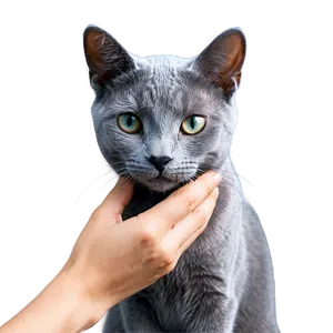 Russian Blue Cat Grooming Png 06272024 PNG image