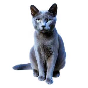 Russian Blue Cat In Elegant Pose PNG 06272024