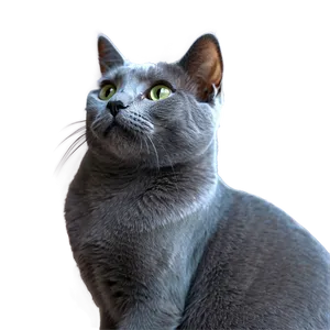 Russian Blue Cat In Elegant Pose Png 35 PNG image