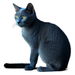 Russian Blue Cat In Shadow Png 44 PNG image