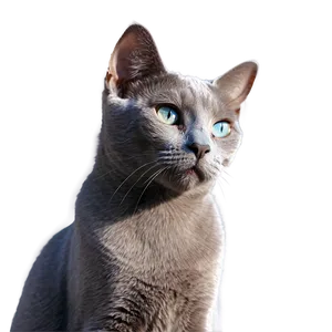 Russian Blue Cat In Sunlight Png Pjs PNG image