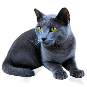Russian Blue Cat Png 24 PNG image