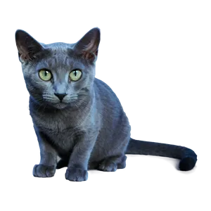 Russian Blue Cat PNG Lrn