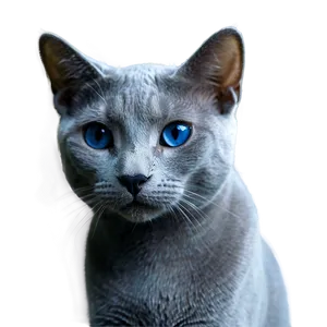 Russian Blue Cat Transparent 74 PNG image