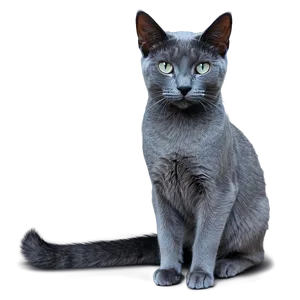 Russian Blue Cat With Detailed Texture PNG 06272024