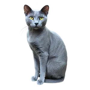 Russian Blue Cat With Detailed Texture PNG 57