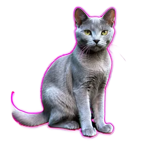 Russian Blue Cat With Pink Nose Png 06272024 PNG image