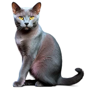 Russian Blue Cat With Pink Nose Png Ubw52 PNG image