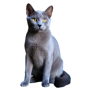 Russian Blue Cat With Soft Fur Png 06272024 PNG image