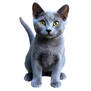 Russian Blue Cat With Soft Fur Png 26 PNG image