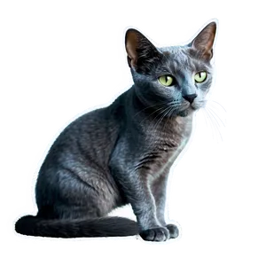 Russian Blue Cat With Soft Fur Png Wof25 PNG image