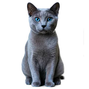 Russian Blue Cat With Sparkling Eyes Png 90 PNG image