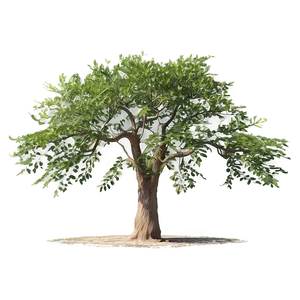 "rustic Acacia Tree PNG" 04302024