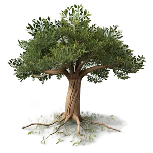 "rustic Acacia Tree PNG" Chl