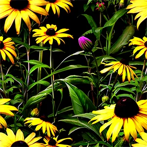 Rustic Black Eyed Susan Field Png Pal PNG image