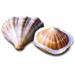 Rustic Clam Shell PNG 06292024