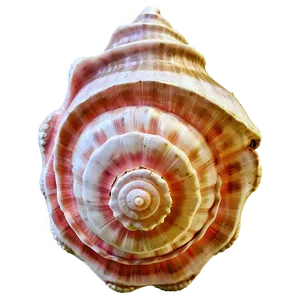 Rustic Conch Shell PNG 06132024