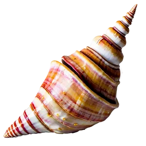 Rustic Conch Shell PNG 57