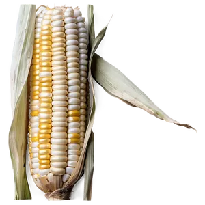 Rustic Corn Stalk PNG Jtk21