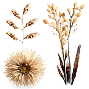 Rustic Dry Flowers PNG Cun