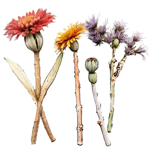 Rustic Dry Flowers PNG Jht6