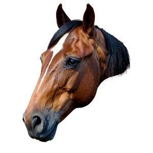 Rustic Horse Head Picture Png 06122024 PNG image