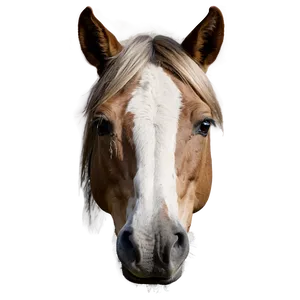 Rustic Horse Head Picture Png 06122024 PNG image