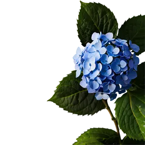 Rustic Hydrangea Png 05242024 PNG image