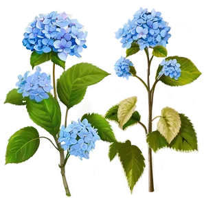 Rustic Hydrangea Png 05242024 PNG image