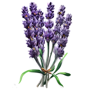 Rustic Lavender Bunch Png 06132024 PNG image