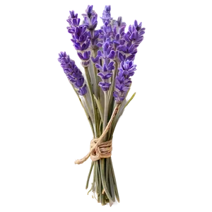 Rustic Lavender Bunch Png 06132024 PNG image