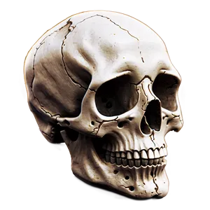 Rustic Skull Sketch PNG A