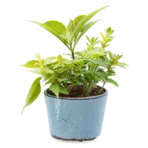 Rustic Small Plant PNG 06132024