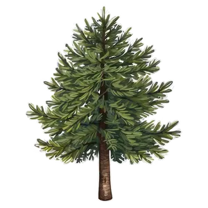 Rustic Spruce Tree Sketch PNG 90