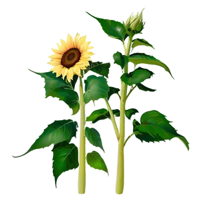 Rustic Sunflower PNG Coi90