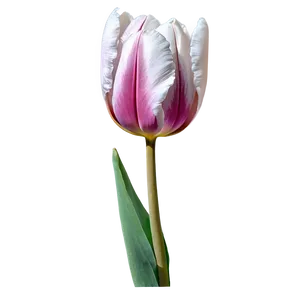 Rustic Tulip Png 85 PNG image