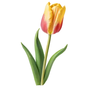 Rustic Tulip Png Qld81 PNG image