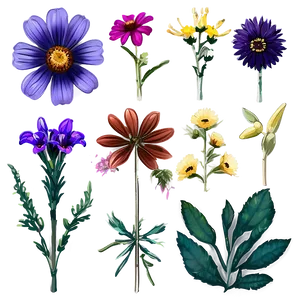 Rustic Wildflower Collection PNG 06252024