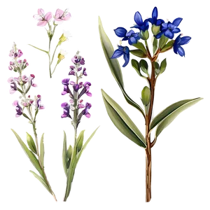 Rustic Wildflower Collection PNG Qcu PNG