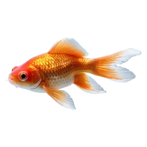 Ryukin Goldfish Png 05212024 PNG image