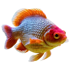 Ryukin Goldfish PNG Ppr44