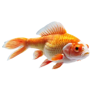Ryukin Goldfish PNG Qqm87