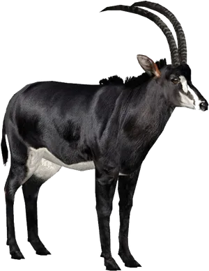 Sable Antelope With Curved Horns PNG