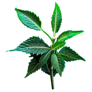 Sacred Herb PNG 06272024 PNG