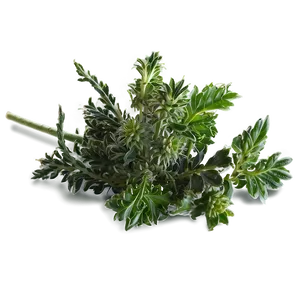 Sacred Herb PNG Jsg PNG