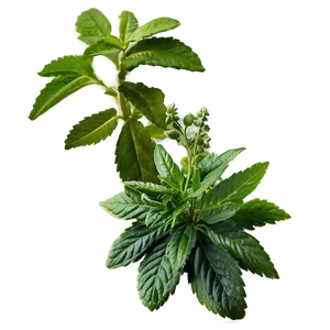 Sacred Herb PNG Nin91 PNG