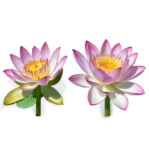 Sacred Lotus PNG 04292024
