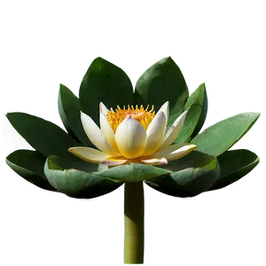 Sacred Lotus PNG 96